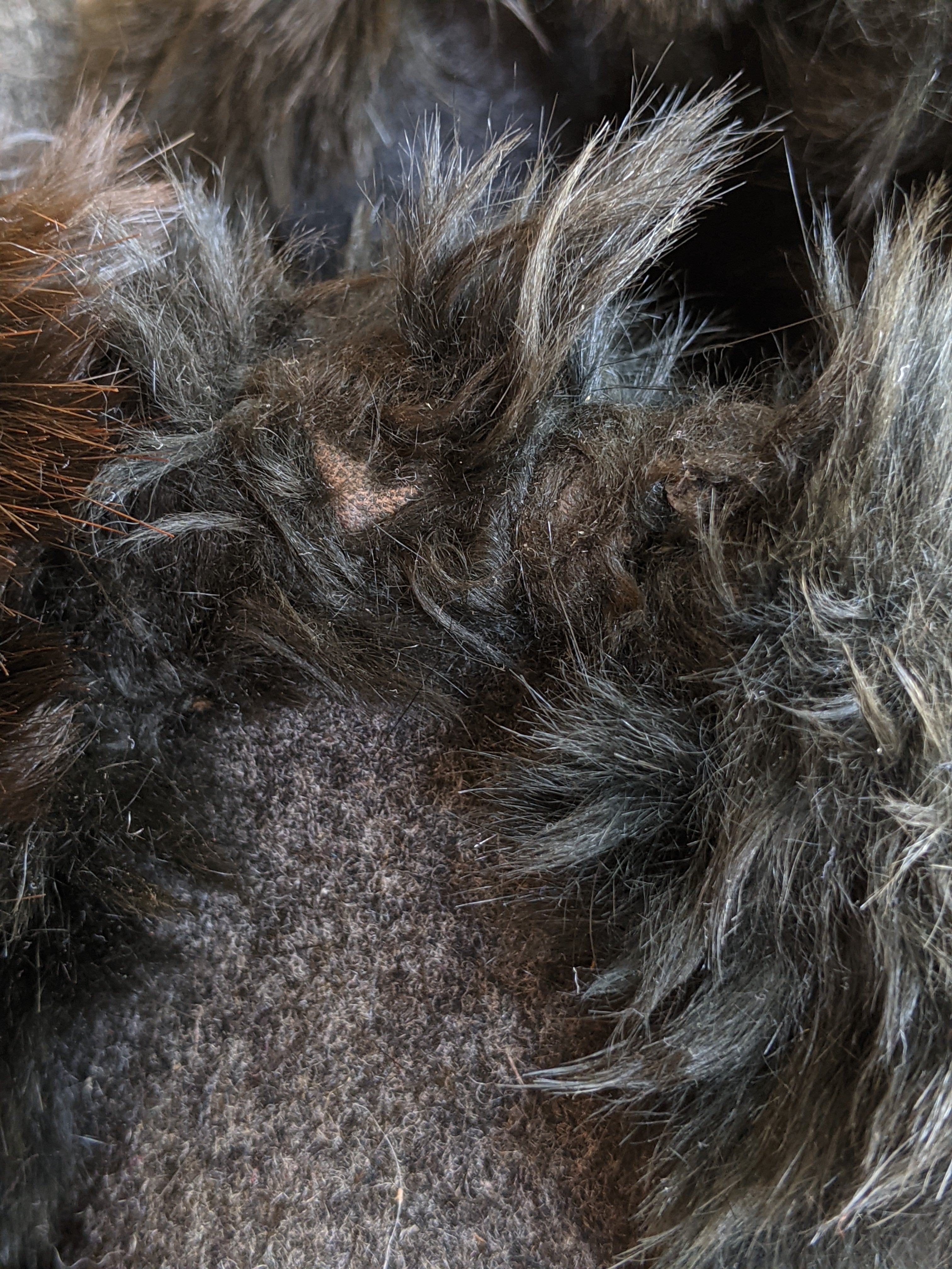 c. 1890s-1900s Felt + Fur Slippers